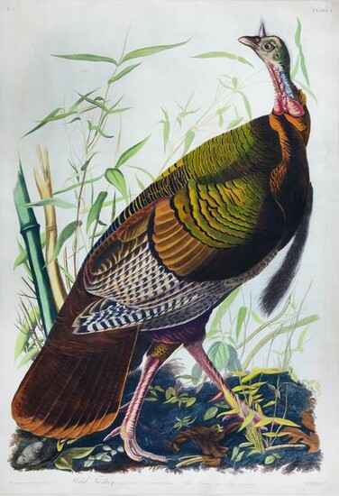 Audubon Aquatint, Male Turkey