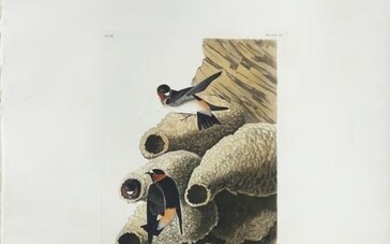Audubon Aquatint, Republican Cliff Swallow