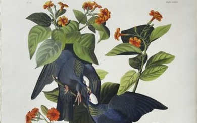 Audubon, White Crowned Pigeon, Plate 177