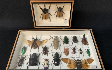 Collection Of Beetles Mounted Taxidermy Framed