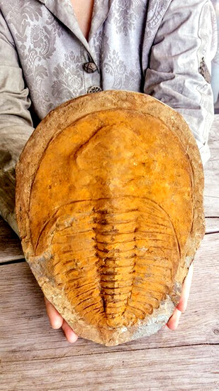 Giant and rare Cambrian trilobite fossil