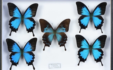 Papilio ulysses 4 mâle + 1 femelle
