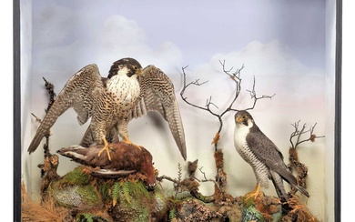 Taxidermy: A Late Victorian Cased Pair of Peregrine Falcons (Falco...