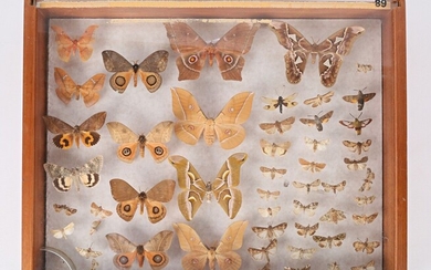 Tiroir contenant cinquante et un lepidoptères... - Lot 10 - Vasari Auction
