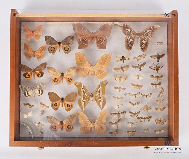 Tiroir contenant cinquante et un lepidoptères... - Lot 10 - Vasari Auction