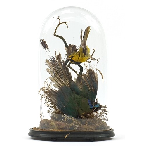 Victorian taxidermy display of a green jay and one other bir...