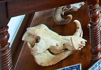 Warthog skull and a massacre of ibex.