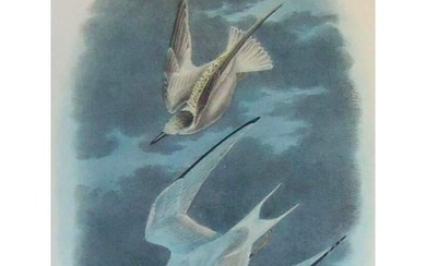 c1946 Audubon Print, # 319 Least Tern