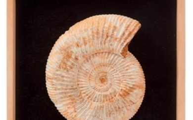 Ammonite Cleoniceras, Albien, Crétacé,...