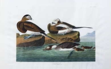 Audubon Aquatint Long-tailed Duck