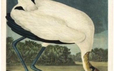 Audubon Aquatint Engraving, Wood Ibis, Plate 216