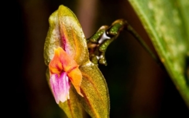 COLOMBIAN ORCHID Taxon: Orchid | Genus: Lepanthes It is...
