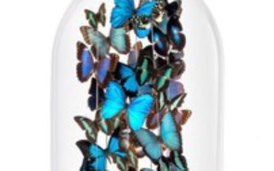 Impressionnante composition de papillons bleus sous globe en verre