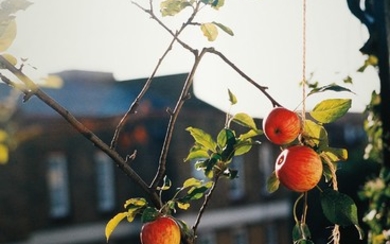 Wolfgang Tillmans, apple tree (f)