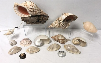 15 PIECES - EXOTIC SEASHELL COLLECTION