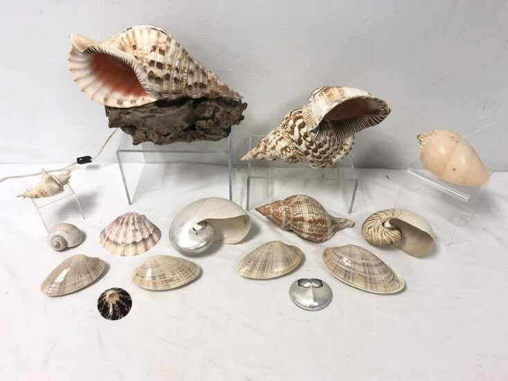 15 PIECES - EXOTIC SEASHELL COLLECTION