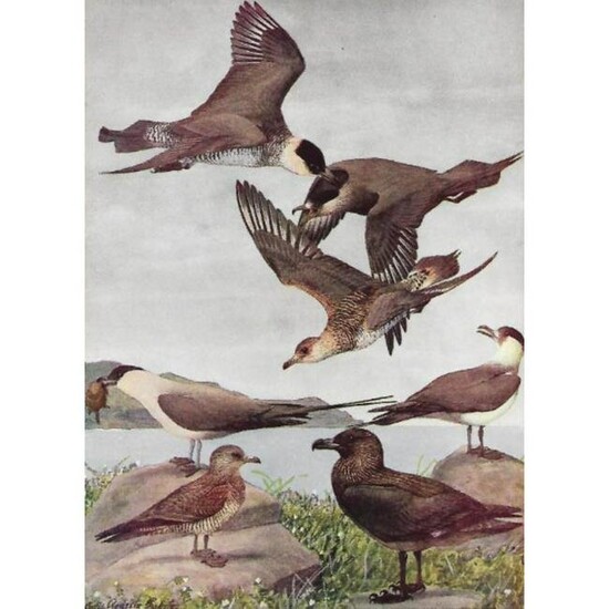 1936 Pearson Birds, Jaegers