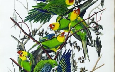 Audubon Bird Engraving, Carolina Parrot