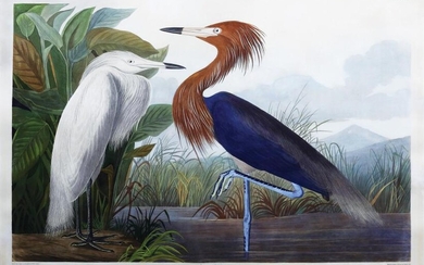 Audubon Engraving, Purple Heron