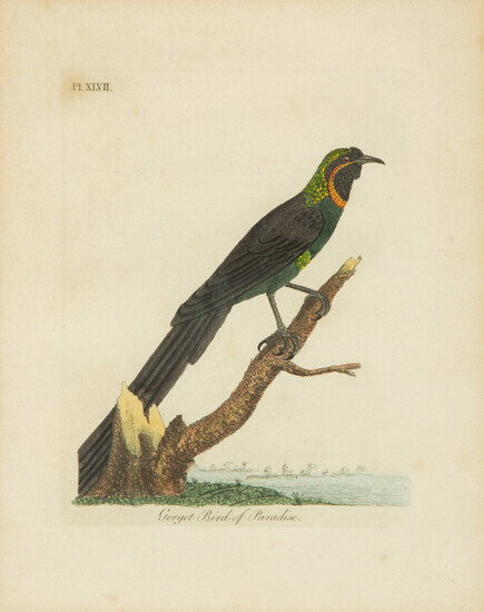 A Collection Ten Ornithological Gilt Framed Hand Colored Lithographs from Shaw's General Zoology