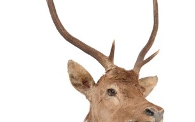 A red deer head mount