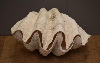 AN ANTIQUE RARE CLAM PAIR WITH TEETH AND BEAUTIFUL CORAL ON THE OUTSIDE (H41 X W61 X D46 CM) (PLEASE NOTE THIS HEAVY ITEM MUST BE RE...