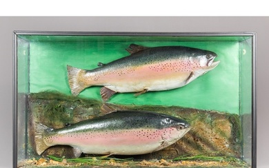 AN EARLY 20TH CENTURY TAXIDERMY PAIR OF RAINBOW TROUT IN A G...