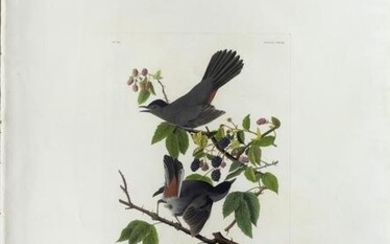 Audubon Aquatint, Cat Bird