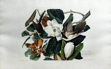 Audubon, Black-Billed Cuckoo, Plate 32.
