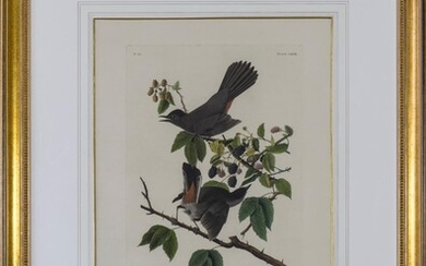 Birds of America. Cat Bird, Turdus Felivox (Plate CXXVIII)
