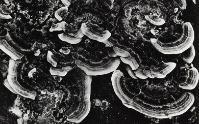Brett Weston (1911-1993) 'Fungus' (from '100 Photographs' portfolio)