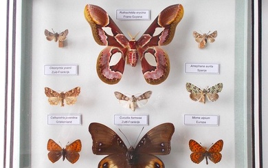 Butterfly Taxidermy full body mount - Rothschildia erycina - 22 cm - 22 cm - 4 cm