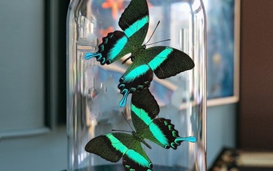 Butterfly dome with Peacock Butterflies Taxidermy full body mount - Papilio Blumei - 32 cm - 20 cm - 20 cm - Non-CITES species