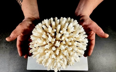 Coral Taxidermy full body mount - Acropora latistella - 15 cm - 26 cm - 20 cm - 1