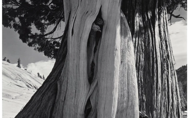Edward Weston (1886-1958), Juniper, Sierra Nevada (1937)