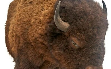 Exceptional Half Body Buffalo Taxidermy Mount
