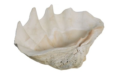 Giant Natural Clam Shell Specimen, H.- 10 in., W.- 21 1/2 in., D.- 13 in.