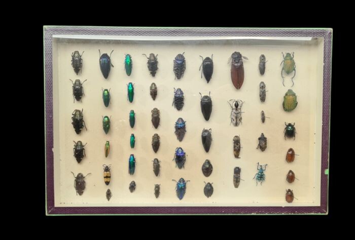 Hard-case Beetle Collection in glazed display case - -scientific collection - Coleoptera sp. - 26×5×39 cm
