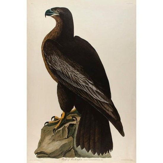 John James Audubon (1785-1851) Bird of Washington