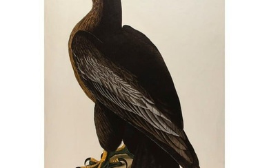 John James Audubon (1785-1851) Bird of Washington