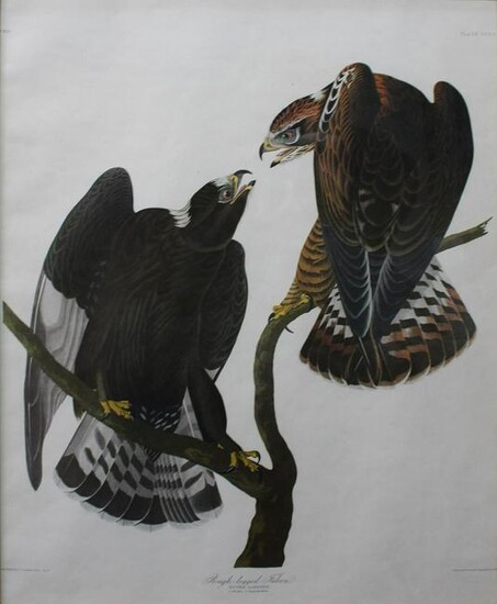 John James Audubon (After) - Rough-Legged Falcon