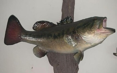 Large Mouth Bass Fish mount with driftwood base