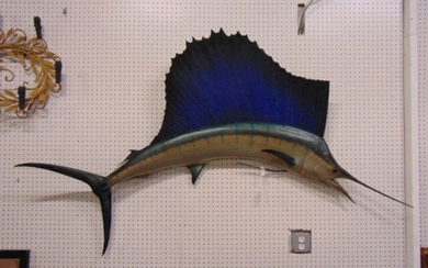 Large mounted sailfish, 79" long, height is 26" tall