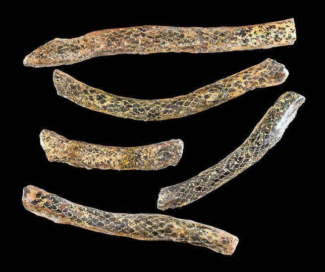 Lot of 5 Egyptian Glass Serpent Fragments