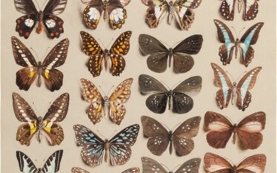 Marian Ellis Rowan, 1848-1922 | Two Studies of Butterflies - New Guinea & Australia