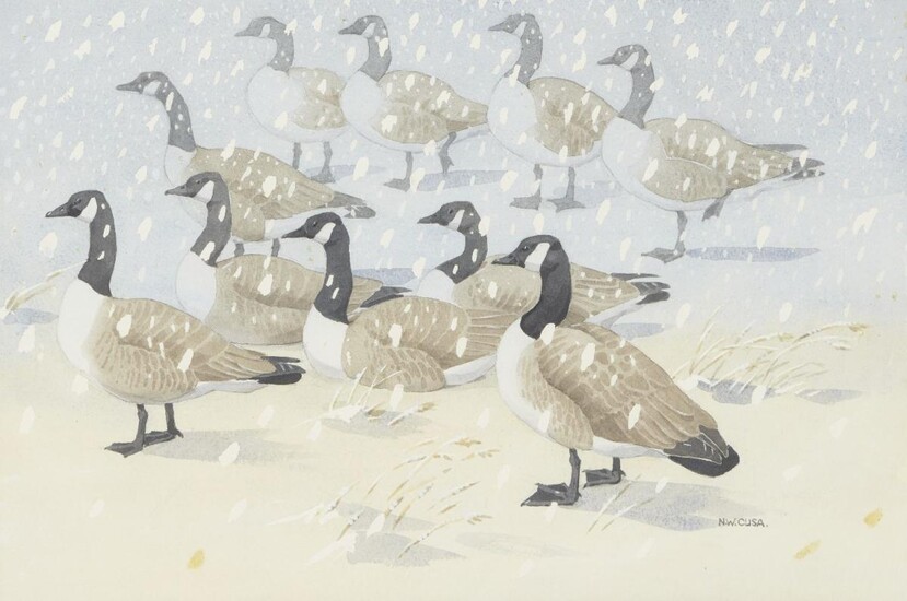 Noel William Cusa, British 1909-1990 - Canada Geese; gouache and pencil on paper, signed lower right 'N. W. Cusa.', 34 x 51 cm (ARR)