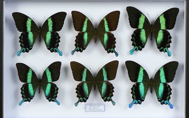 Papilio blumei 4 mâles + 2 femelles