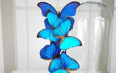 Quality Morpho Butterfly Artwork under Glass Dome - Morpho menelaus and Morpho didius - 40×23×23 cm