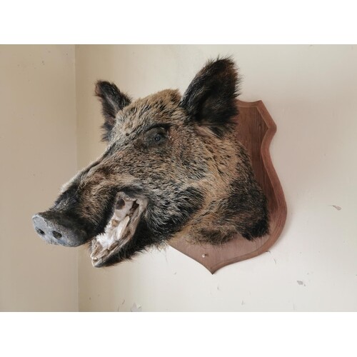 Taxidermy boar's head mounted on an oak plaque { 69cm H X 46...