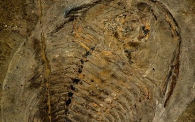 Unique Museum Grade Olenellus sp Lower Cambrian Trilobite - Canada